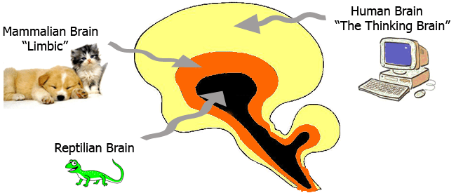 reptilian brain, mammal brain and the thinking brain