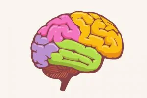 Brain diagram with five different colors on different regions - brain development