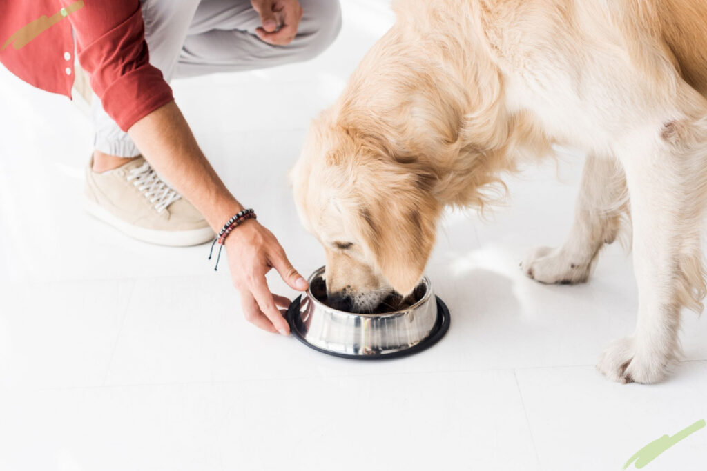 hand feeds dog eats food in a bowl