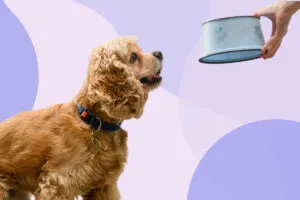 classical conditioning dog being fed example