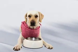 dog waits to eat food in front of it