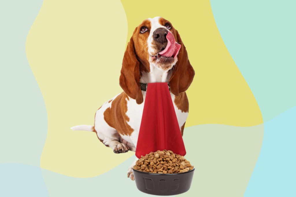 dog wearing red bib licks its lips in front of a bowl of dog food