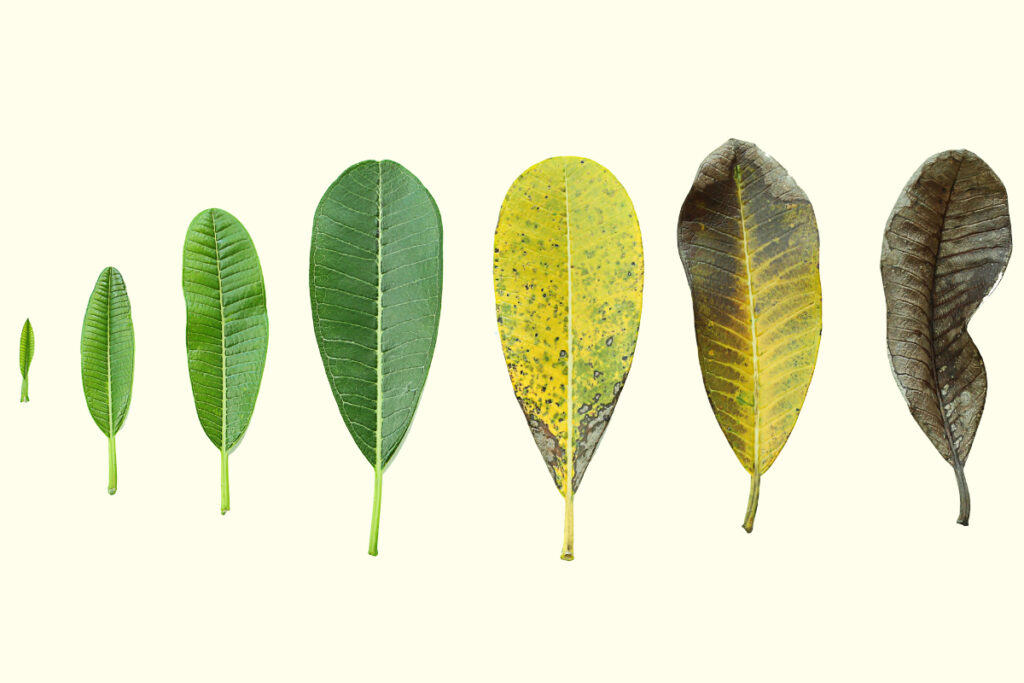 leaves in different shapes