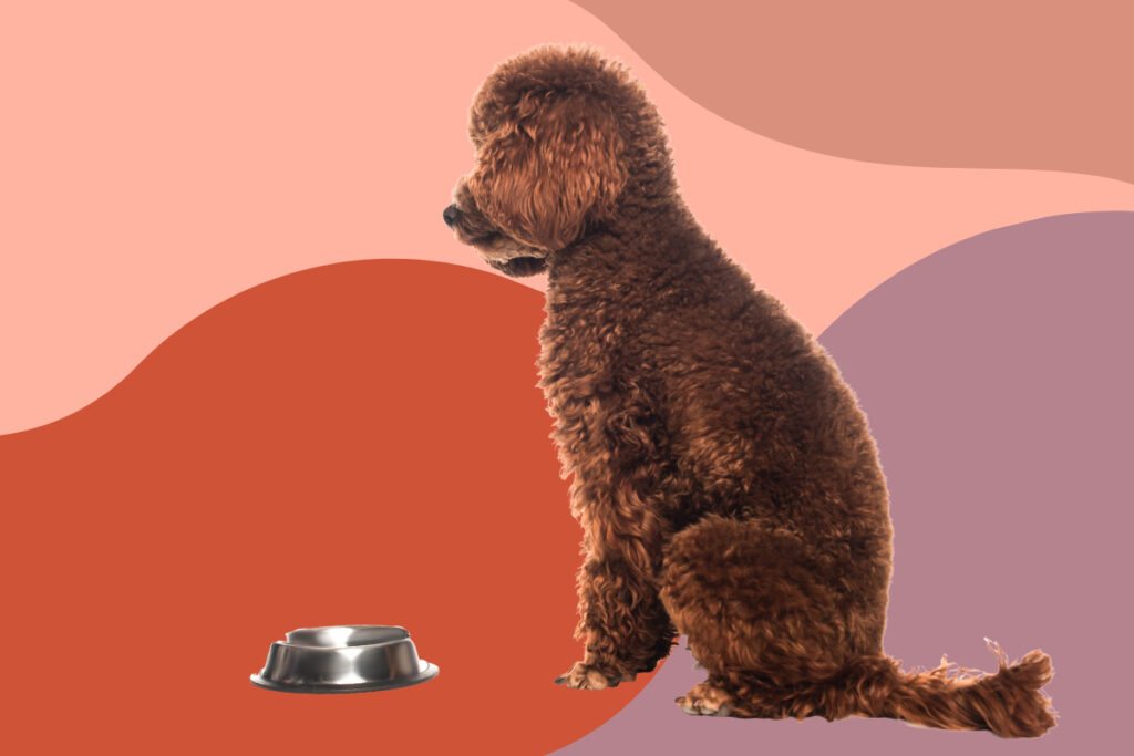 spontaneous recovery poodle sits in front of bowl