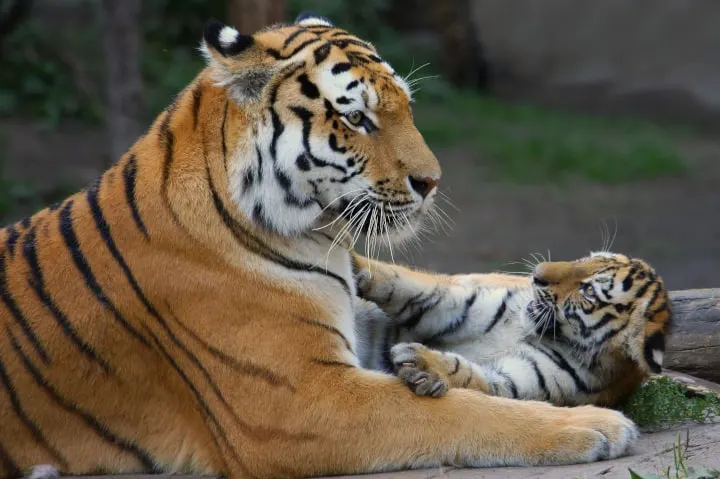 Tiger parent carries her cub in mouth - symbolizing tough "tiger mom parenting"